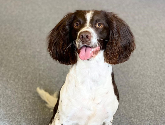 Bobby (The office dog!)